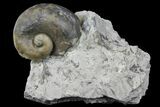 Fossil Gastropod (Platystoma) - Indiana #136963-1